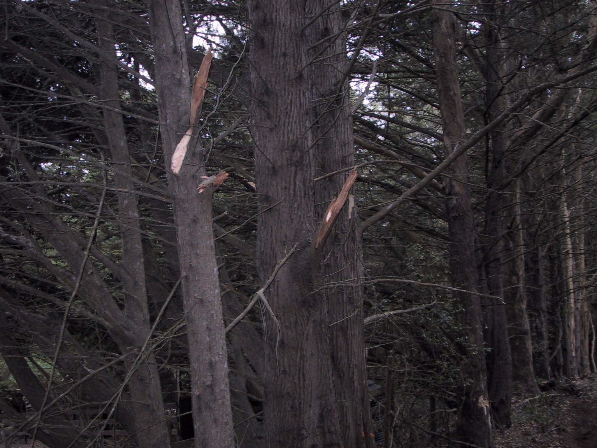TREE-D~1