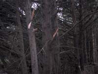 TREE-D~1