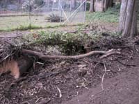 TREE-R~1