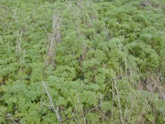 DSCN1822.JPG