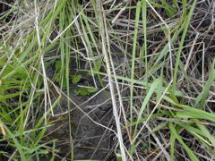 DSCN1736.JPG