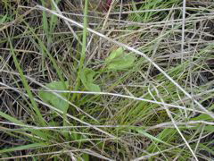 DSCN1737.JPG