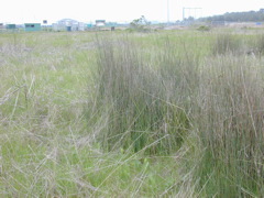 DSCN1740.JPG