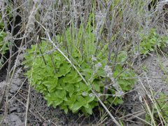 herb smells a bit like mint